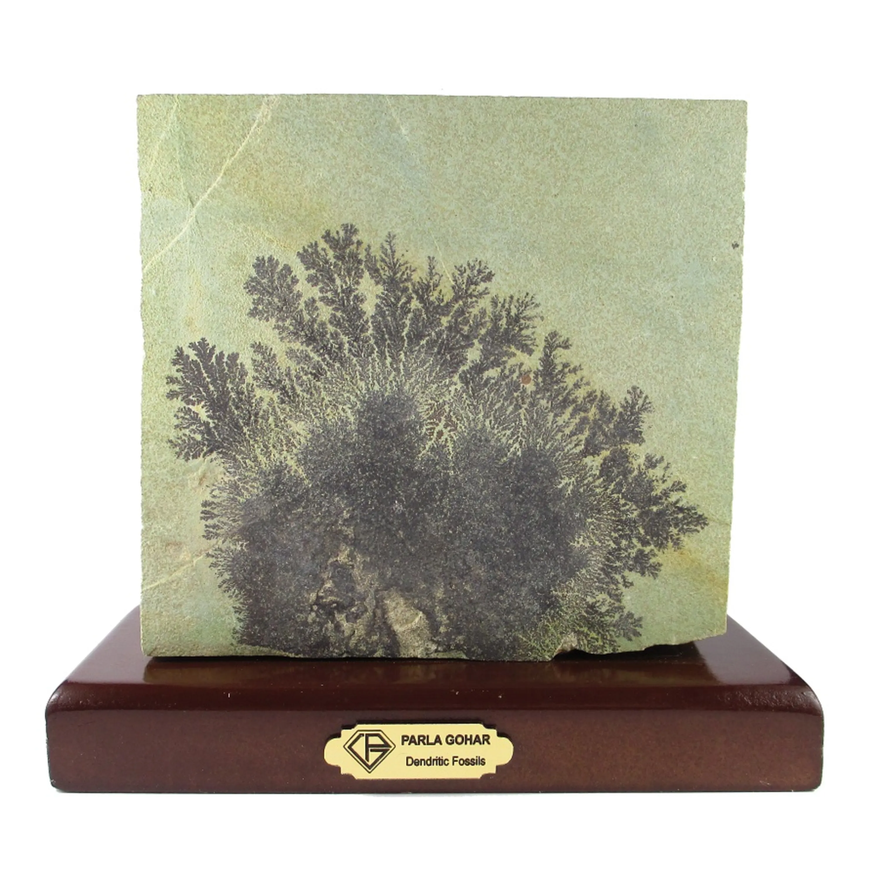 dendritic fossils code 2030